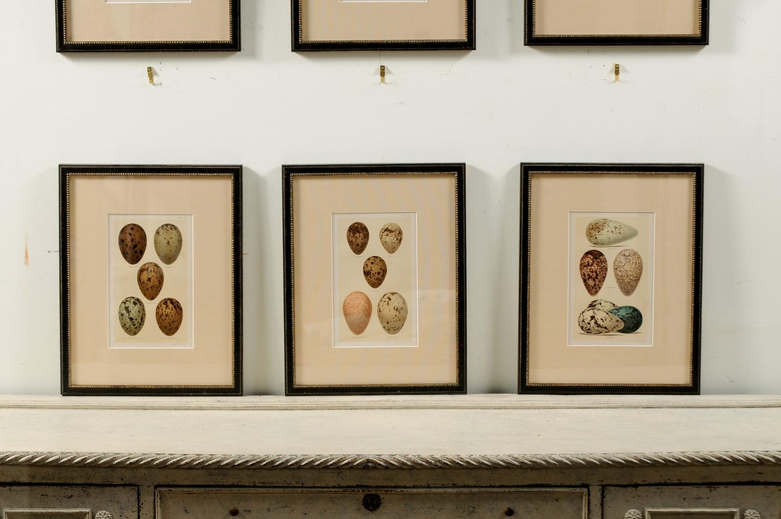 Set of Nine English 20th Century Egg Prints in Black Frames, Sold Individually 3