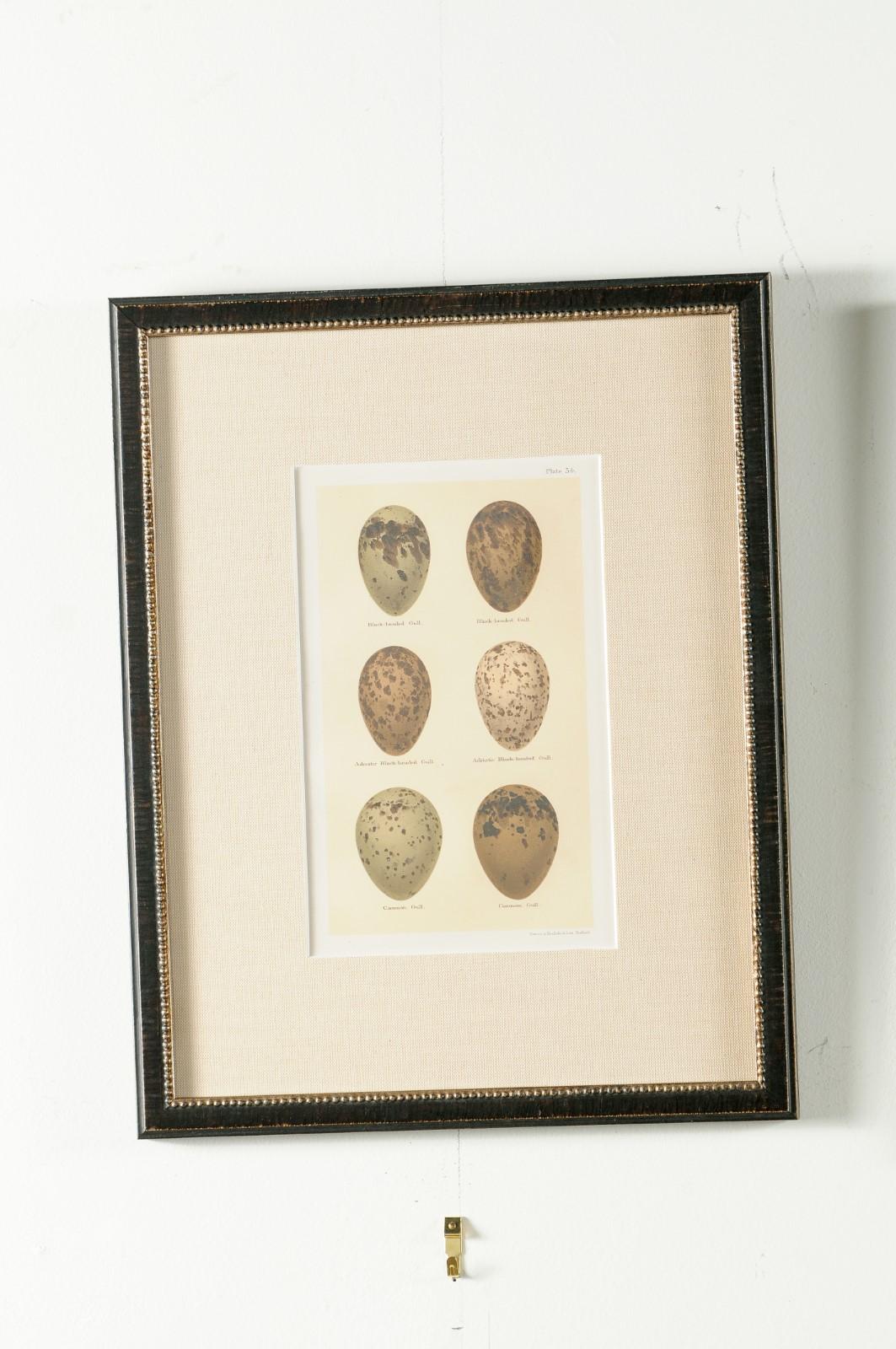 Set of Nine English 20th Century Egg Prints in Black Frames, Sold Individually 4