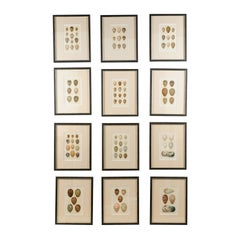 Set of Nine English 20th Century Egg Prints in Black Frames, Sold Individually
