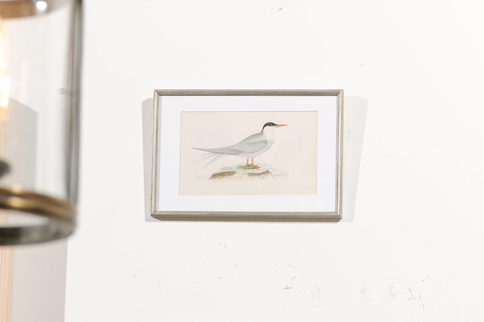 Set of Nine English Prints Depicting Birds in Silver Frames, circa 1891 6