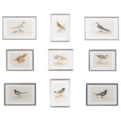 Set of Nine English Prints Depicting Birds in Silver Frames, circa 1891