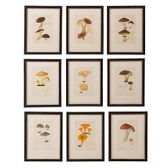 Set of Nine Hand Colored 19th Century Mushroom Prints