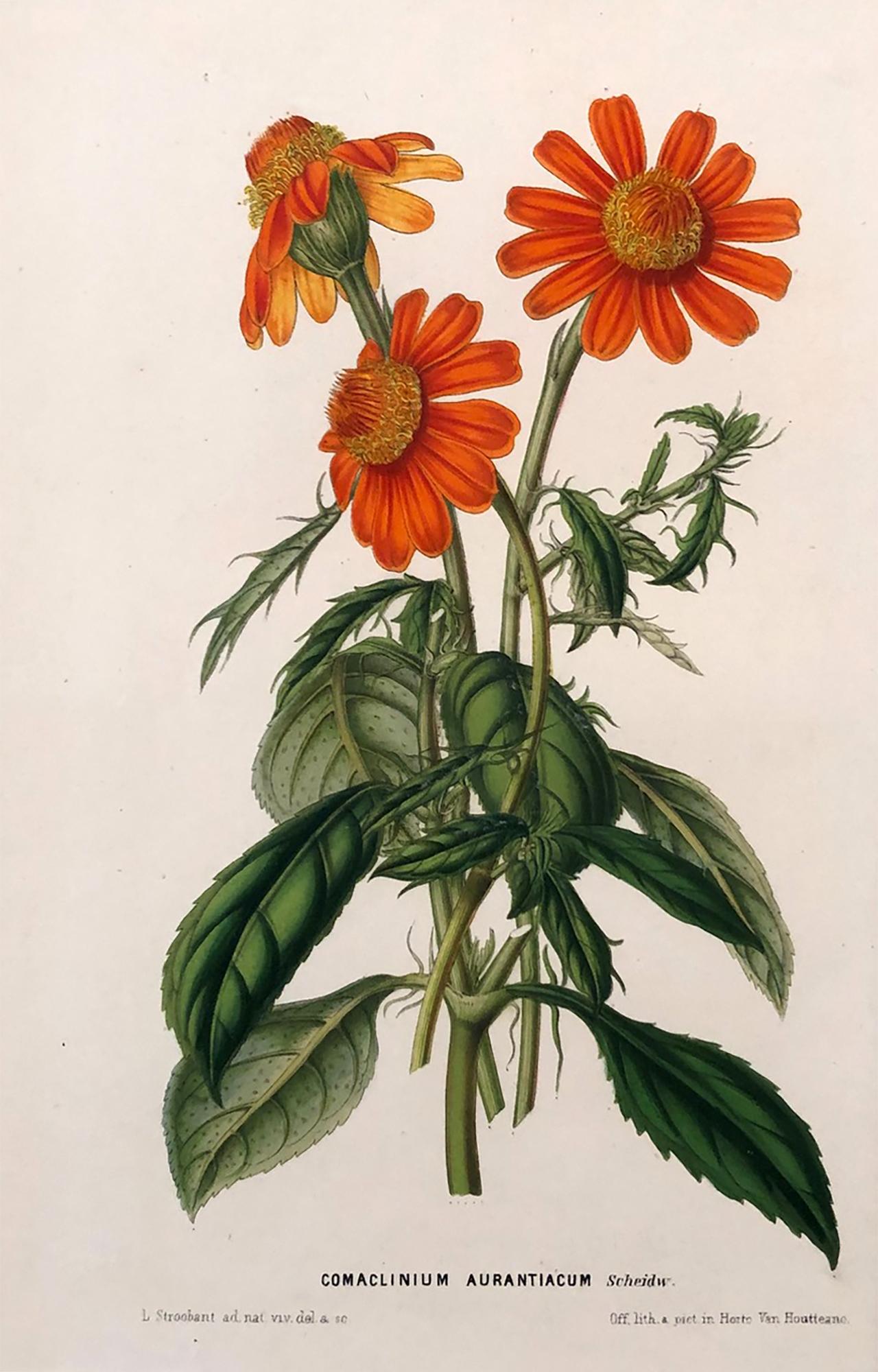This set of nine beautiful hand finished chromolithographs was published, circa 1850 by Louis Van Houtte in ”Flore des serves et des Jardin deL’Europe“. These fine vibrant engravings are highly sought after and quite rare. Van Houtte founded the