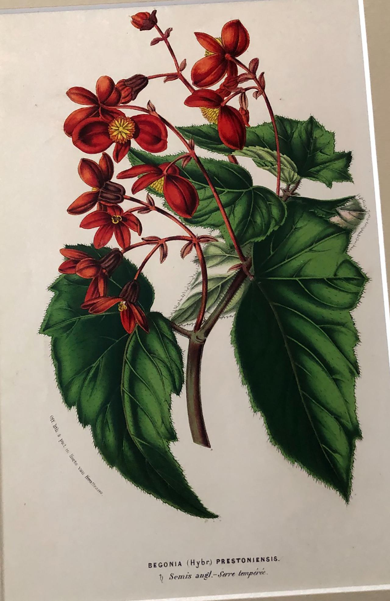 Mid-19th Century Set of Nine Hand Finished Van Houtte Red Flower Chromolithographs