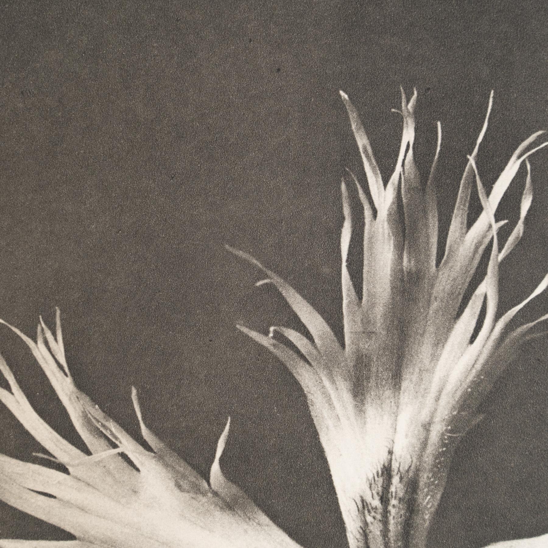 Set di nove fotogrammi incorniciati di Karl Blossfeldt: Natural Elegance (1942) in vendita 3