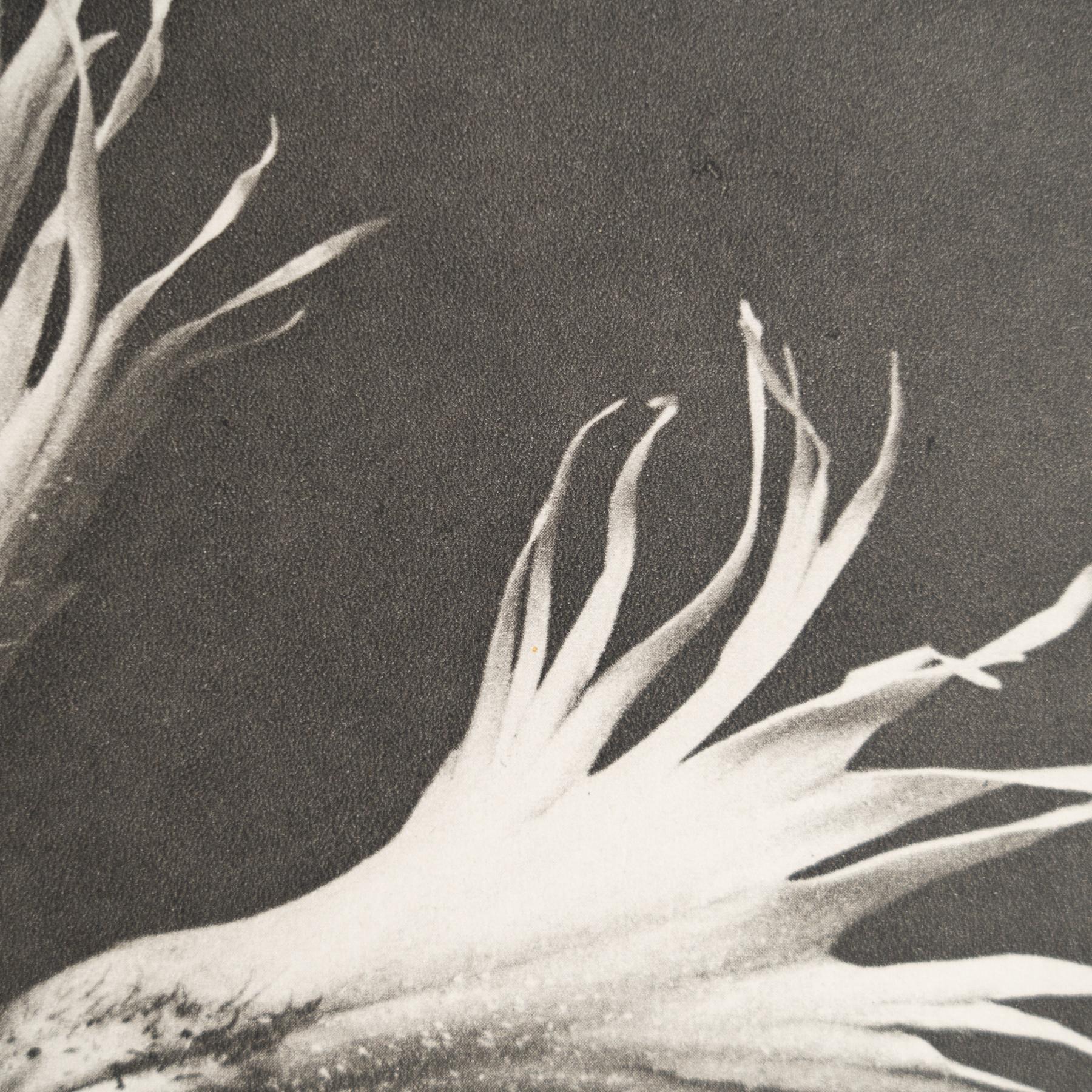 Set di nove fotogrammi incorniciati di Karl Blossfeldt: Natural Elegance (1942) in vendita 4