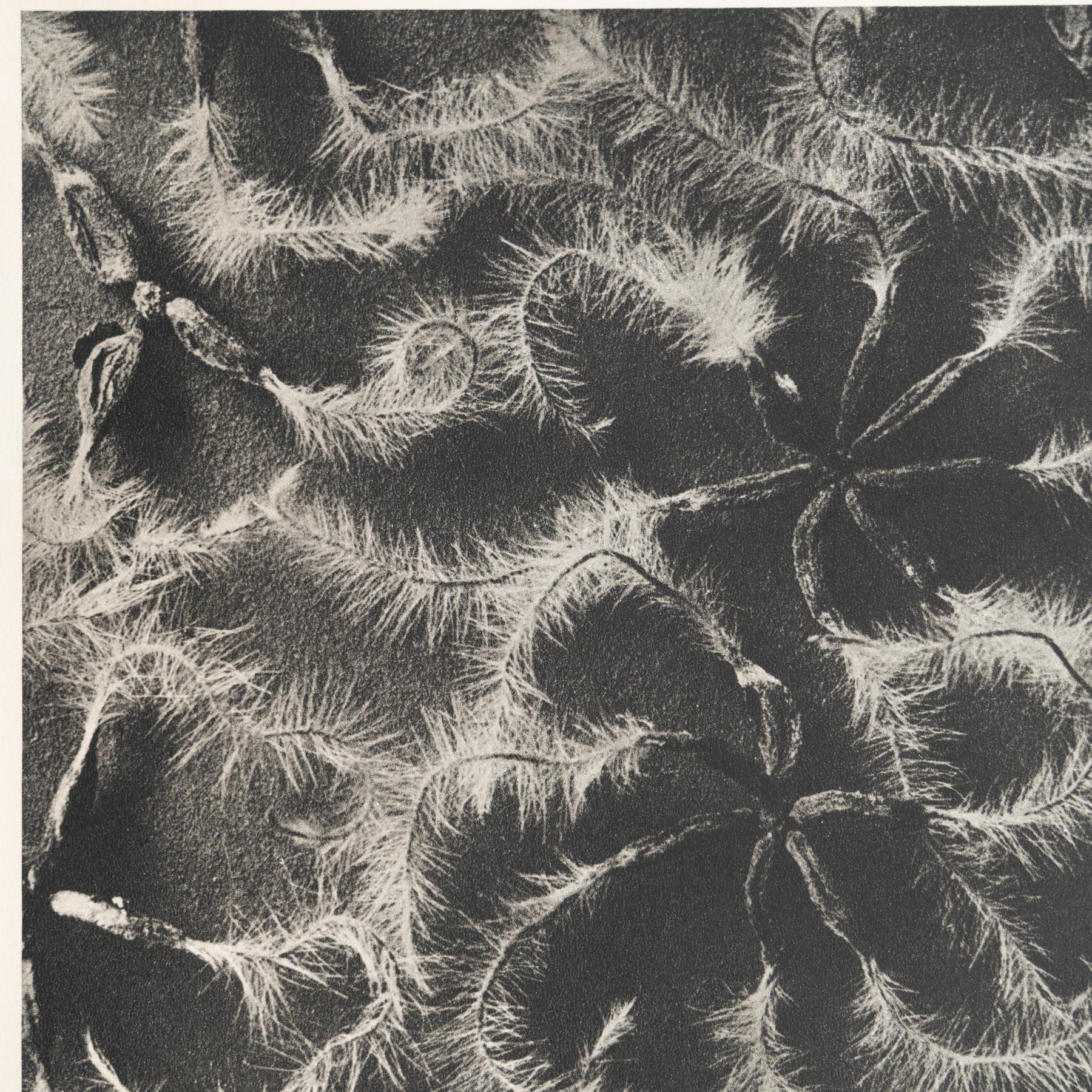 Set di nove fotogrammi incorniciati di Karl Blossfeldt: Natural Elegance (1942) in vendita 5