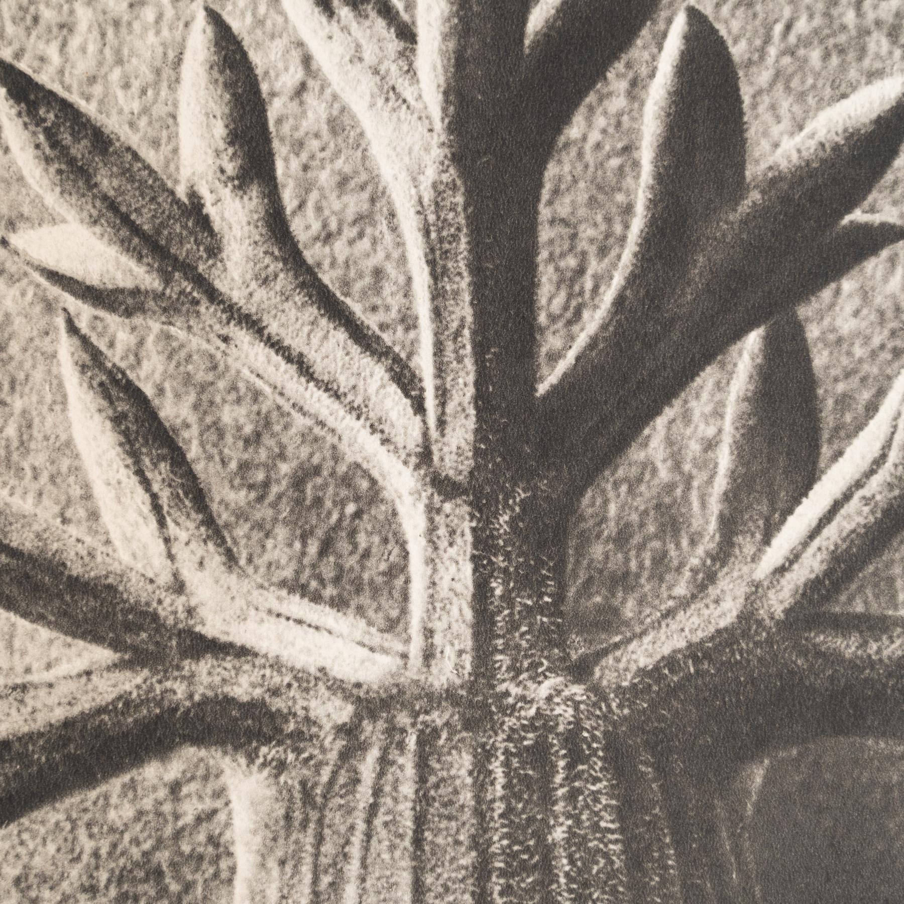 Set di nove fotogrammi incorniciati di Karl Blossfeldt: Natural Elegance (1942) in vendita 7