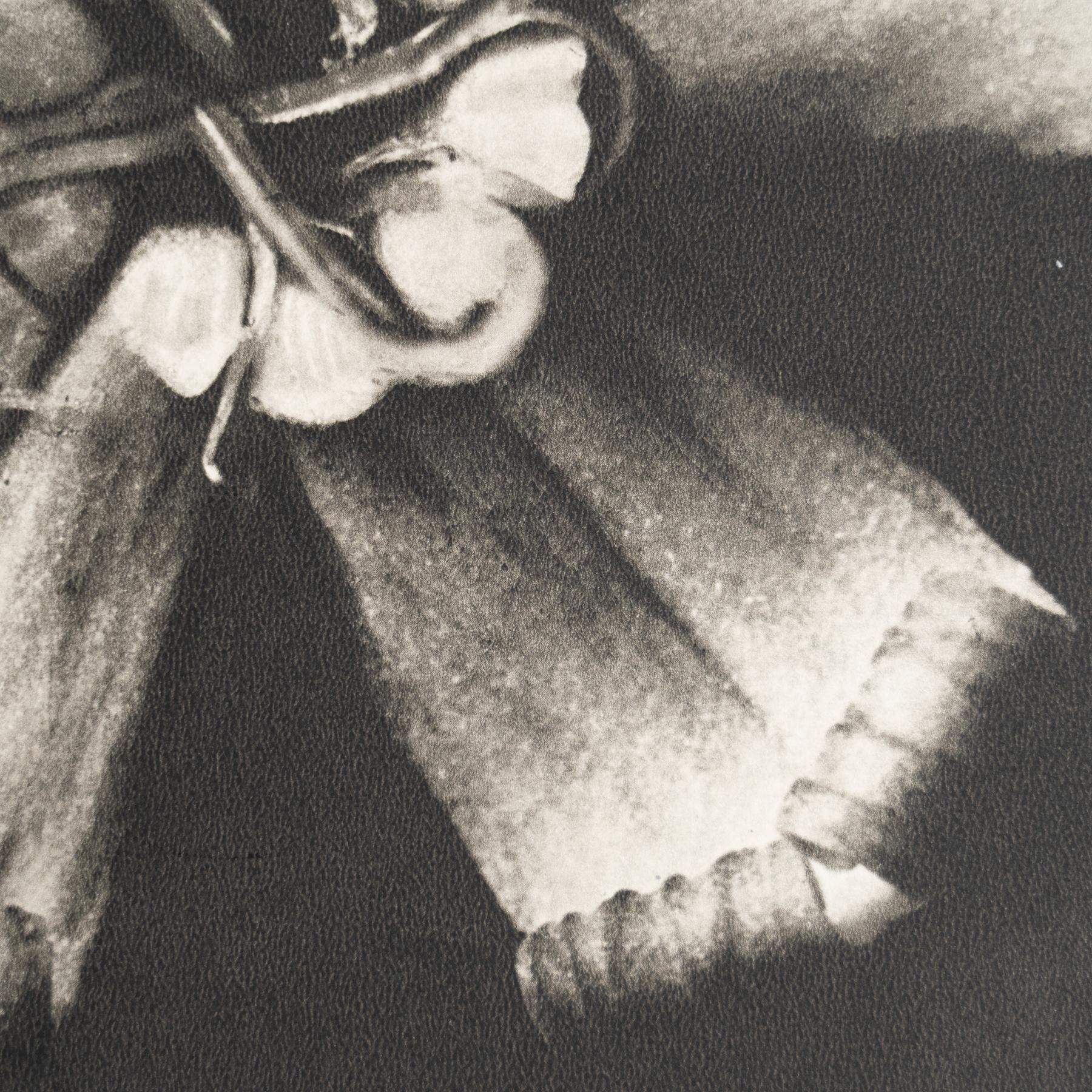Set di nove fotogrammi incorniciati di Karl Blossfeldt: Natural Elegance (1942) in vendita 8