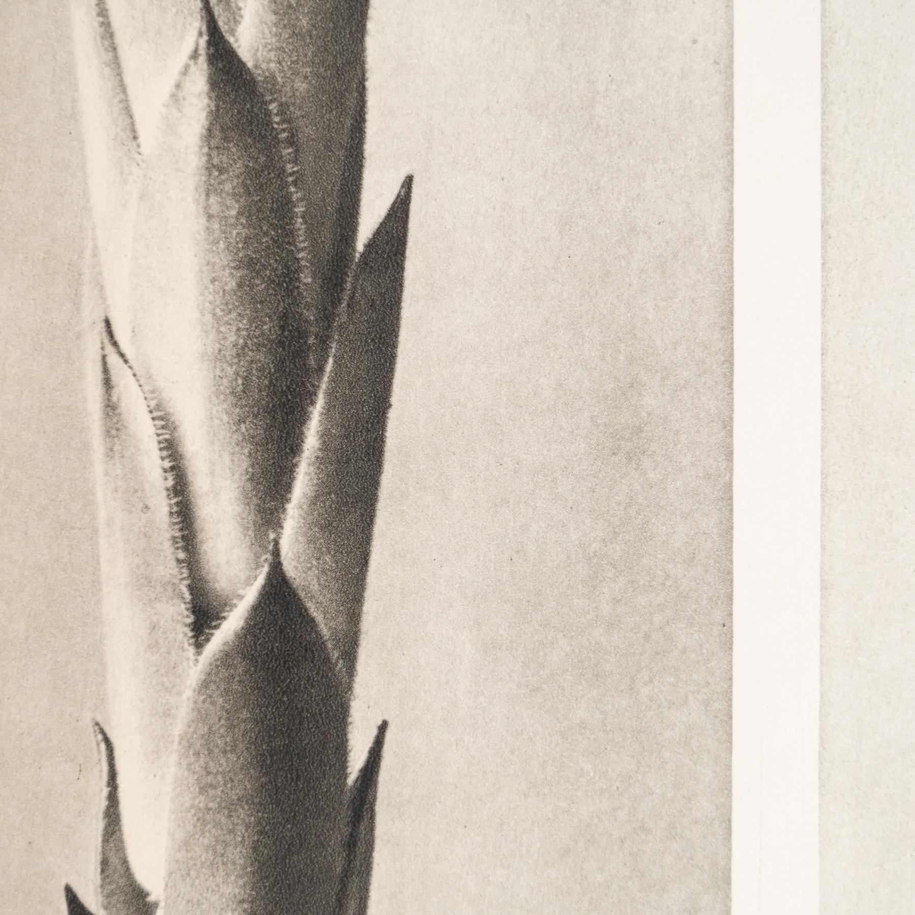 Set di nove fotogrammi incorniciati di Karl Blossfeldt: Natural Elegance (1942) in vendita 11