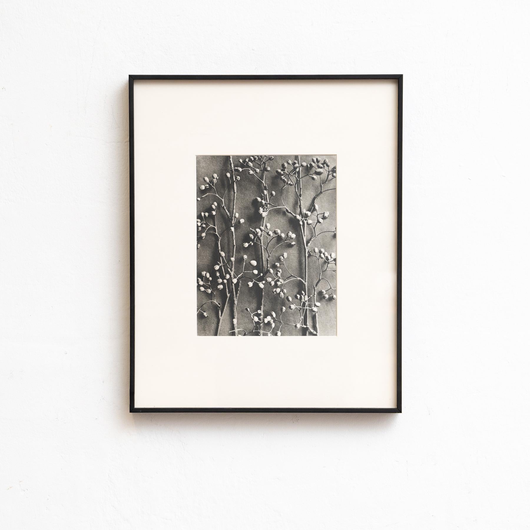 Presentiamo un'affascinante serie di nove fotoincisioni di Karl Blossfeldt dall'edizione del 1942 del libro 