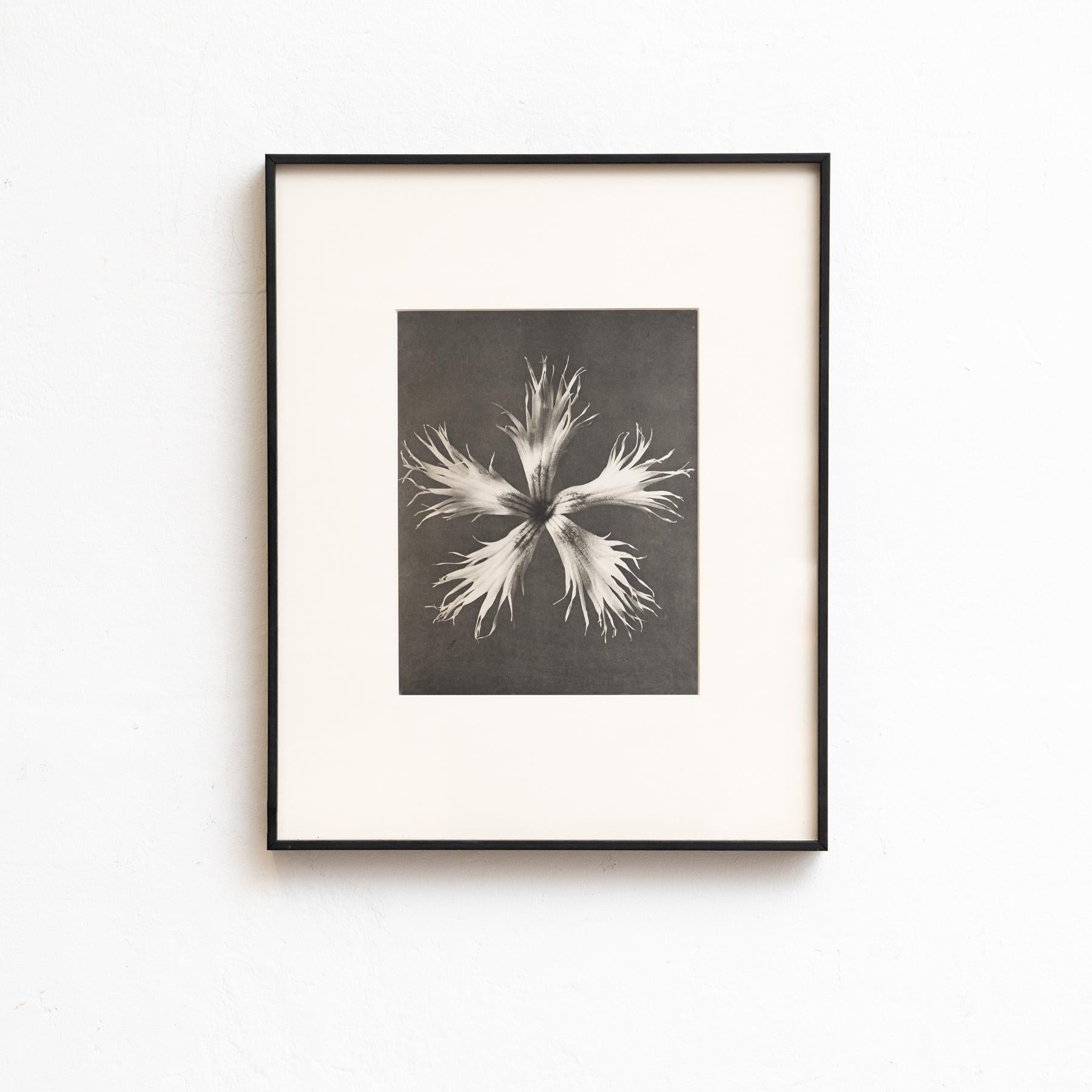 Mid-Century moderno Set di nove fotogrammi incorniciati di Karl Blossfeldt: Natural Elegance (1942) in vendita