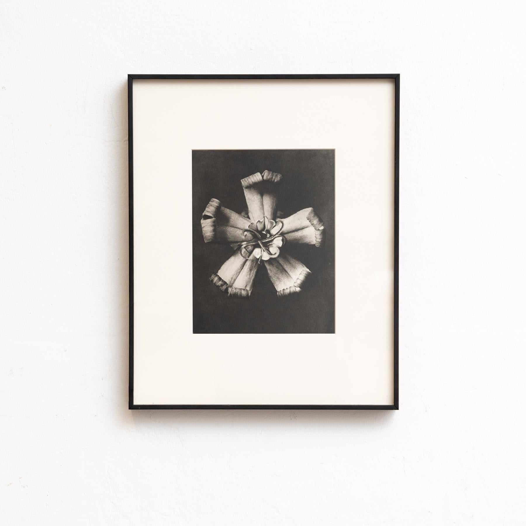 Metà XX secolo Set di nove fotogrammi incorniciati di Karl Blossfeldt: Natural Elegance (1942) in vendita