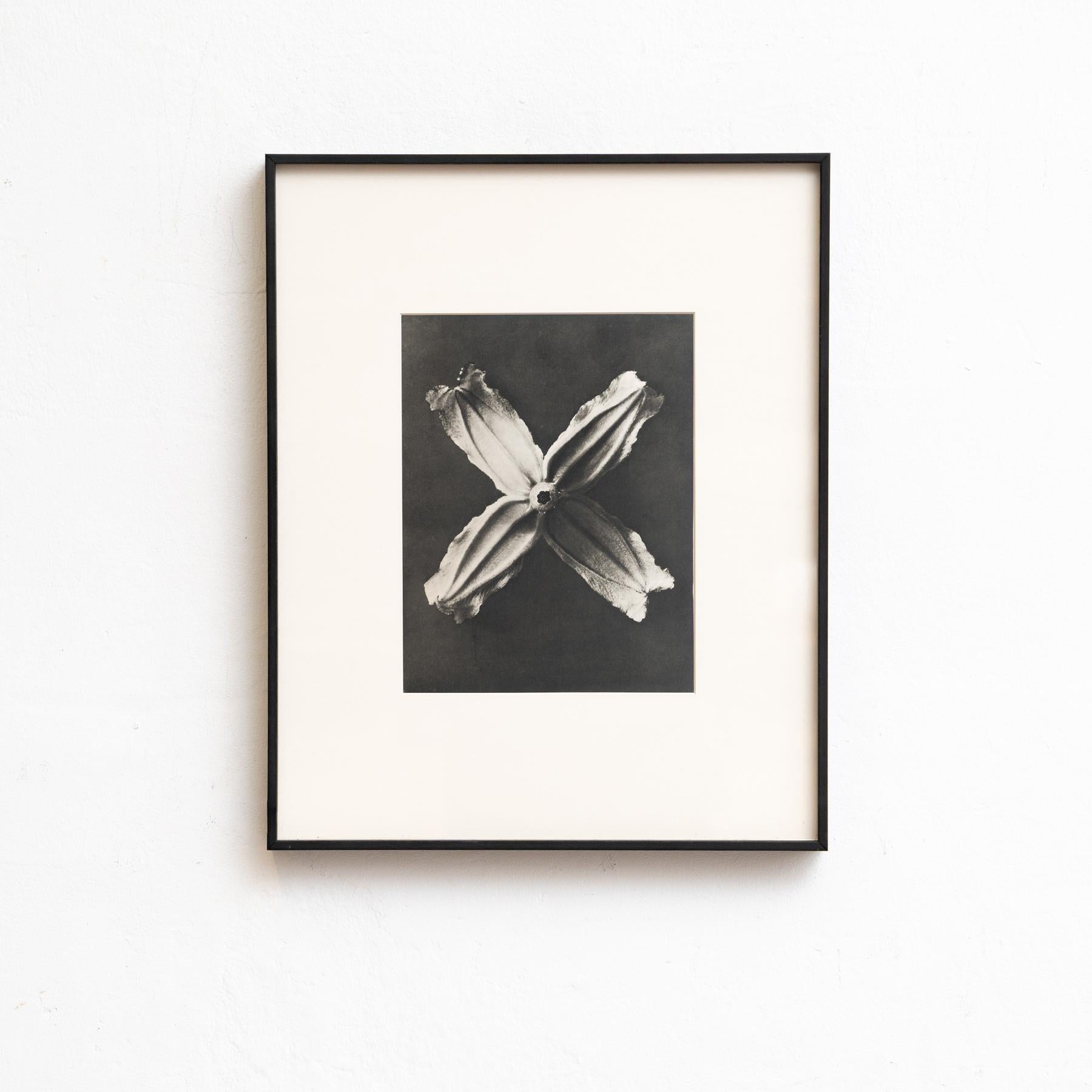 Carta Set di nove fotogrammi incorniciati di Karl Blossfeldt: Natural Elegance (1942) in vendita