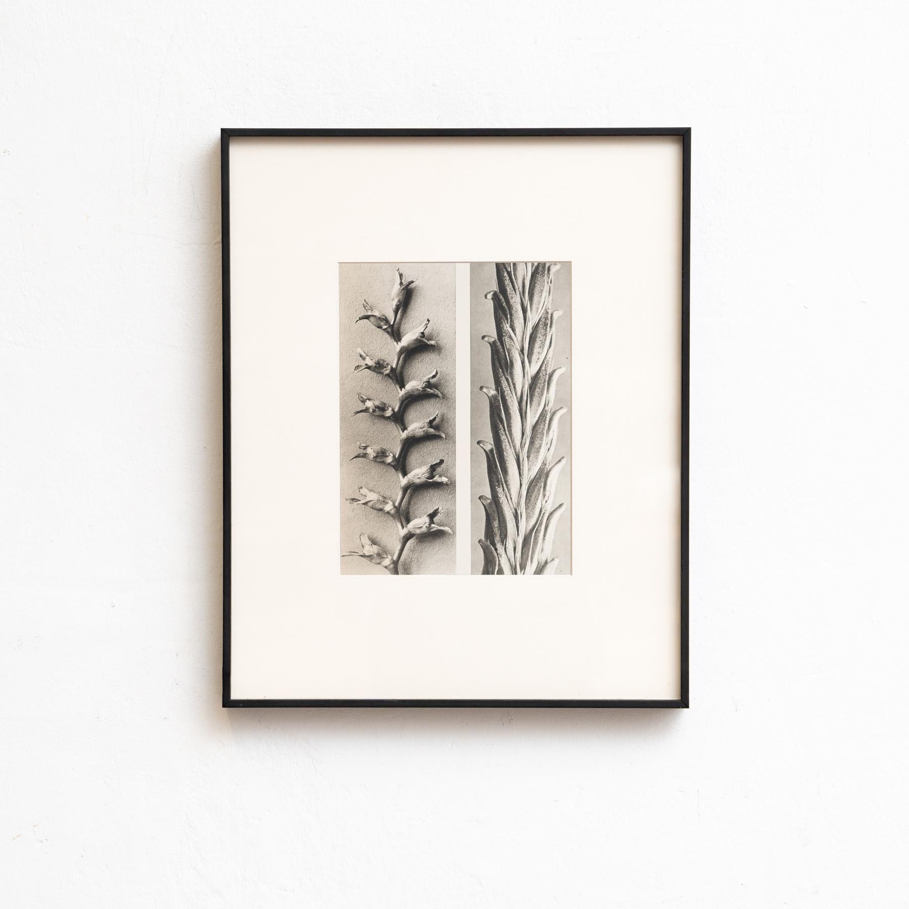Set di nove fotogrammi incorniciati di Karl Blossfeldt: Natural Elegance (1942) in vendita 1