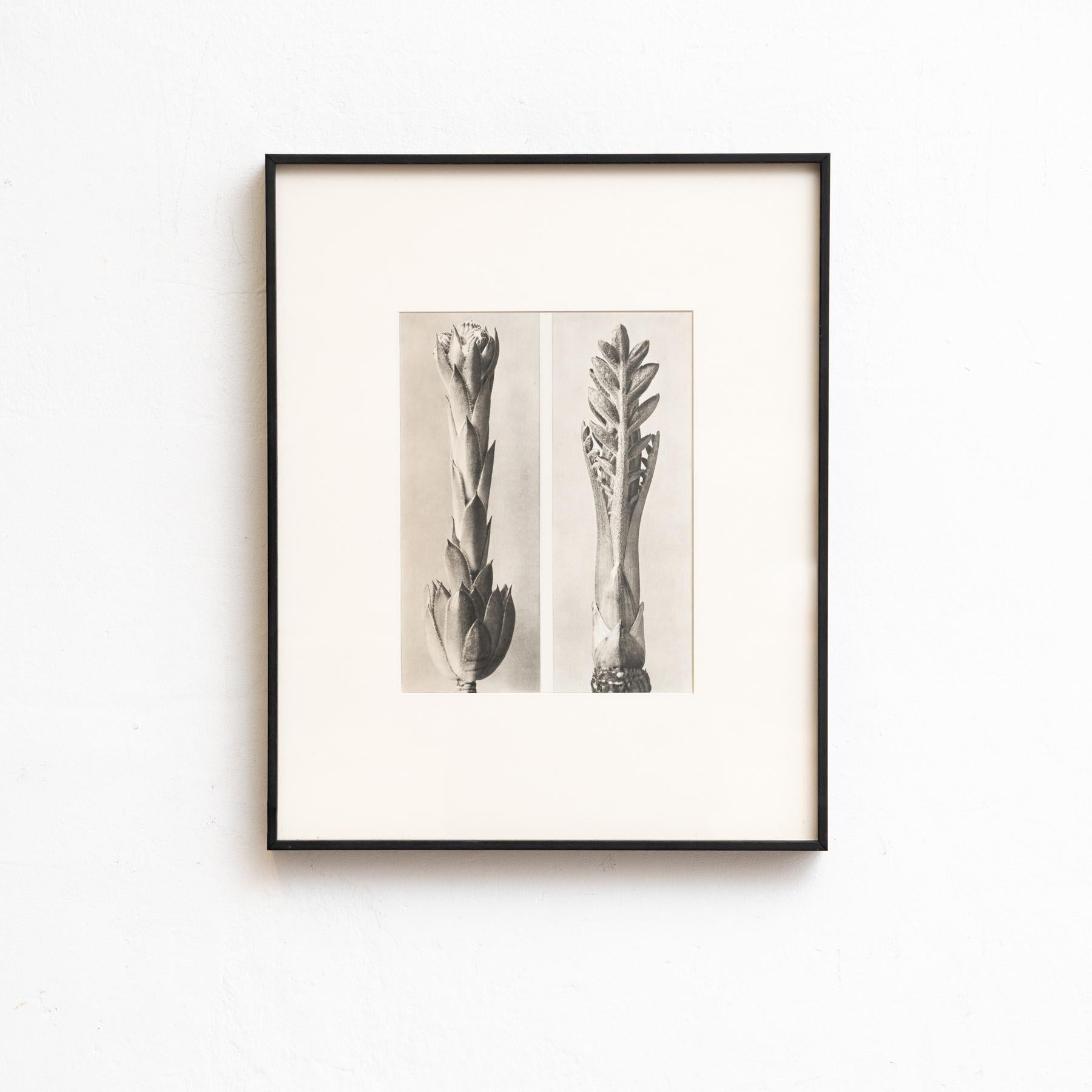 Set di nove fotogrammi incorniciati di Karl Blossfeldt: Natural Elegance (1942) in vendita 2