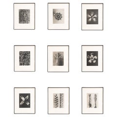 Set of Nine Karl Blossfeldt Framed Photogravures: Nature's Elegance (1942)