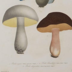 Set of Nine Mushroom Engravings