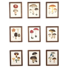 Set of Nine Mushroom Engravings