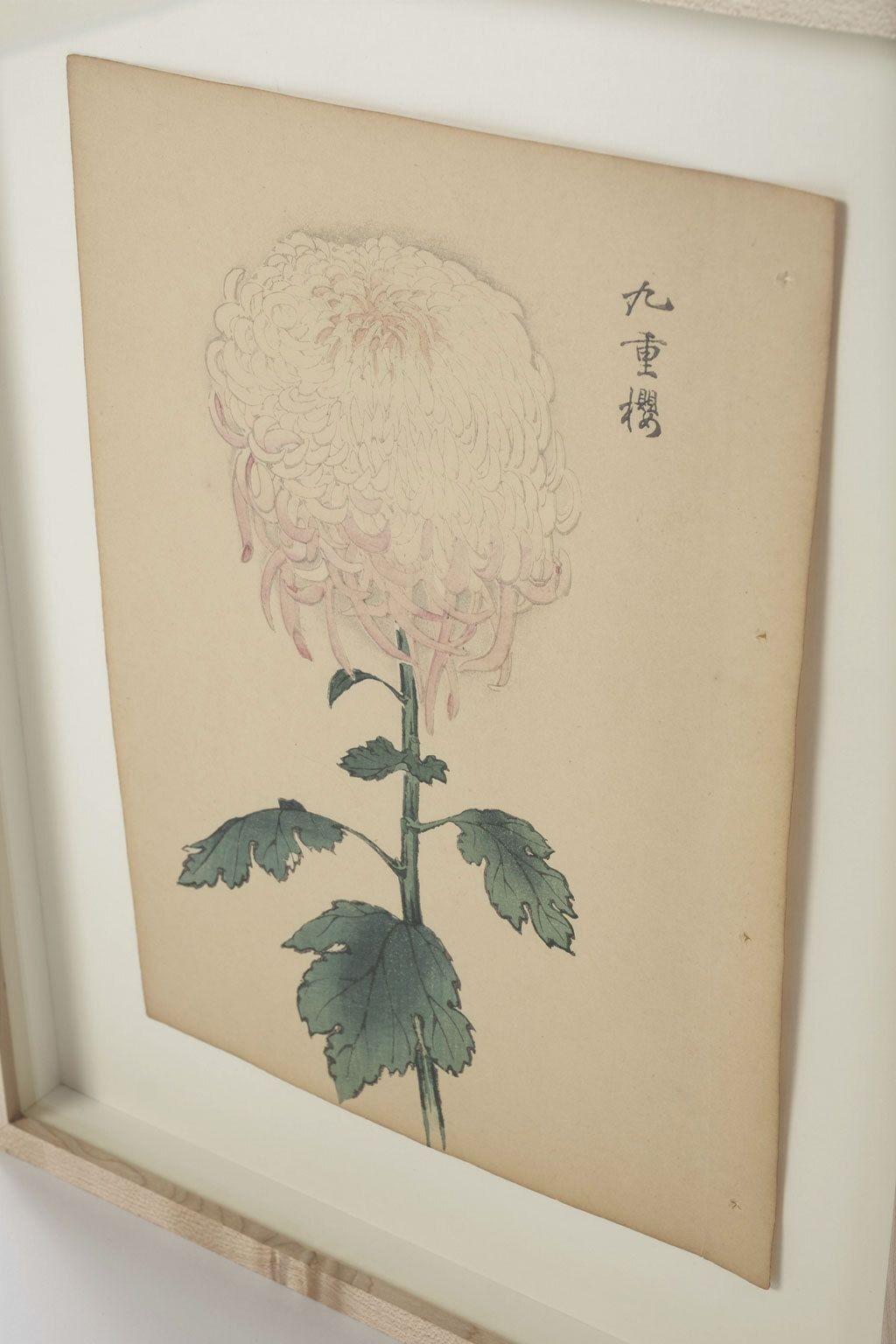 Glass Set of Nine Vintage Original Woodblock Chrysanthemum Prints on Washi Paper