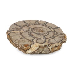 Set of Pink Amethyst, Agate, Fossilised Ammonite and Coral Fossil