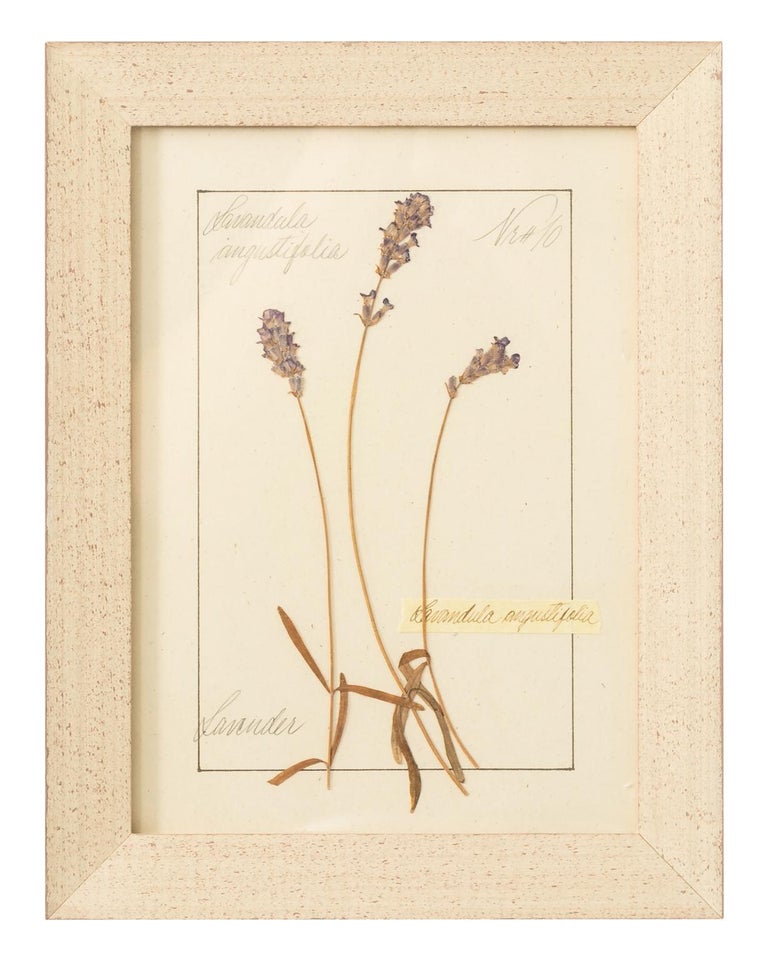 Set of Pressed Herb Frames For Sale at 1stdibs