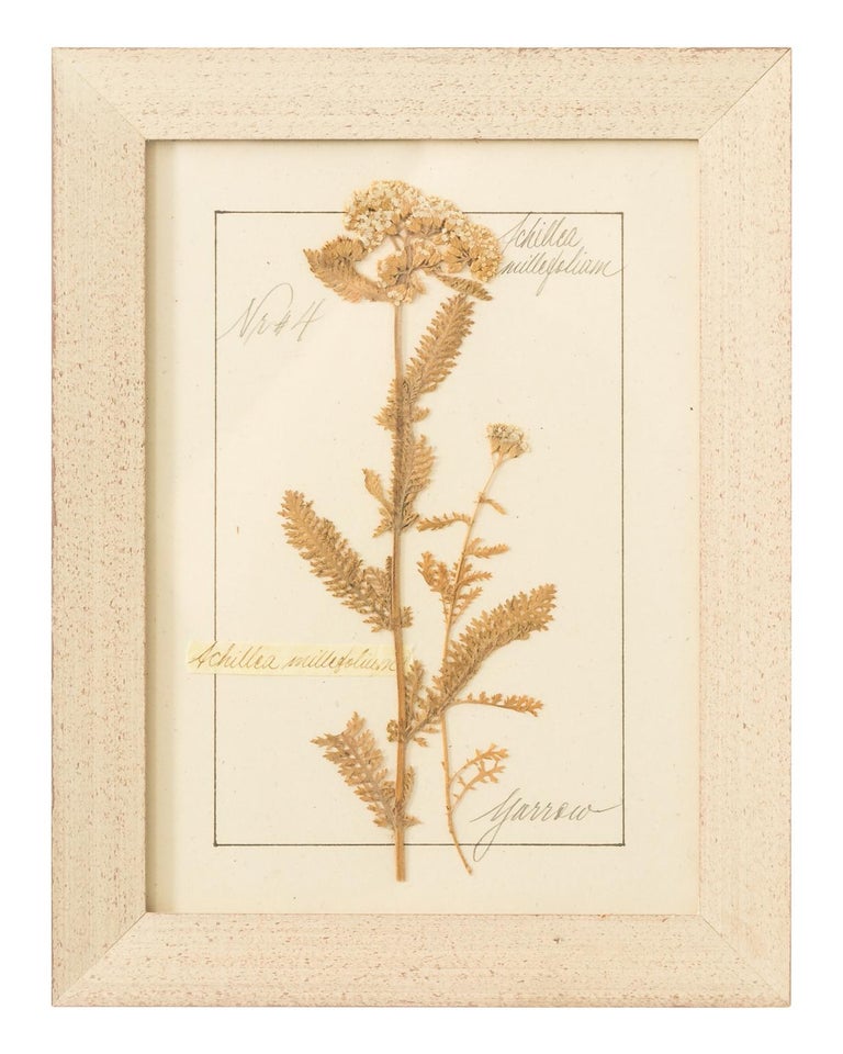 Set of Pressed Herb Frames For Sale at 1stdibs