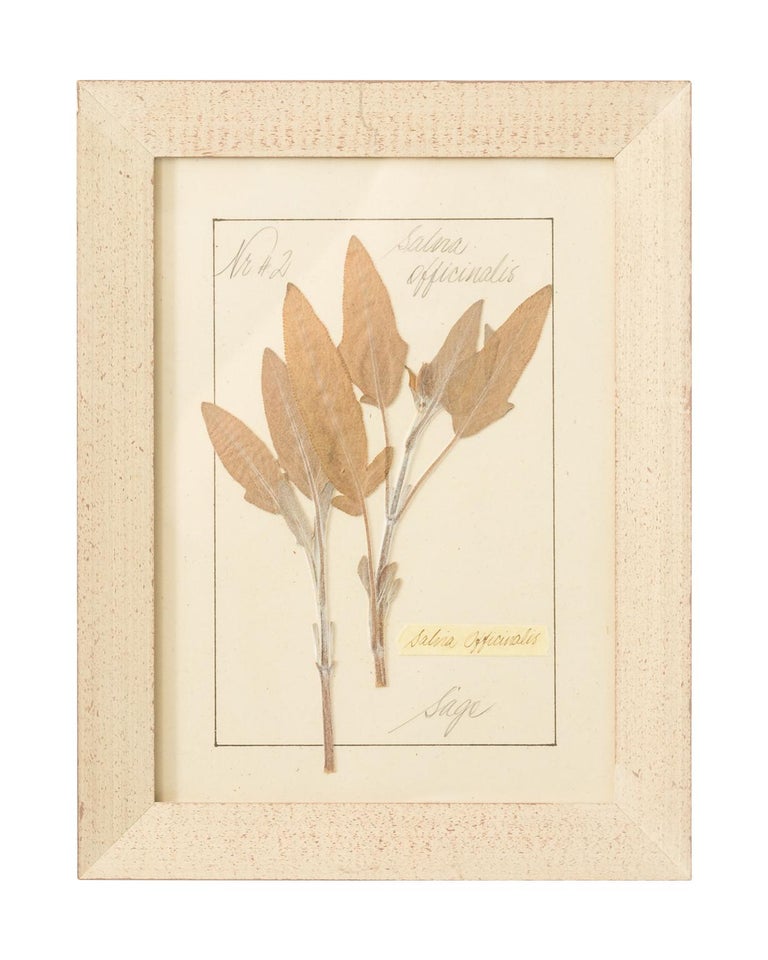 Set of Pressed Herb Frames For Sale at 1stdibs