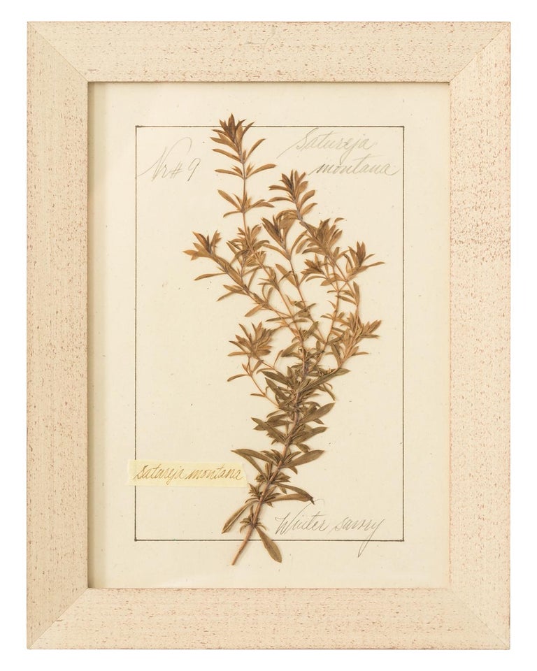 Set of Pressed Herb Frames For Sale at 1stdibs