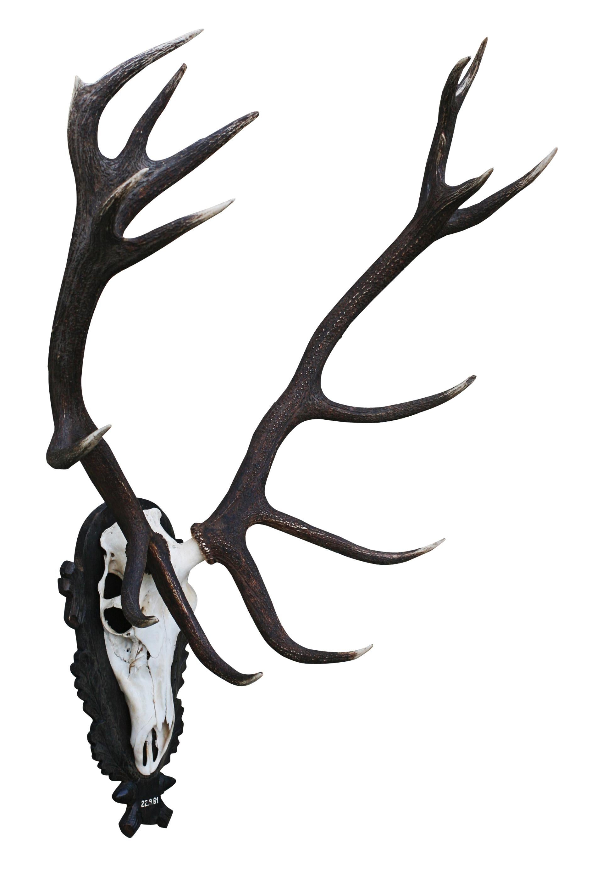 Set of European Red Deer Antlers.
A large pair of 15 point red deer antlers with skull cap, mounted onto an oak shield. The plaque is carved with oak leaves, acorns and a central shield painted with the date '22.9.61'. These stag antlers are an