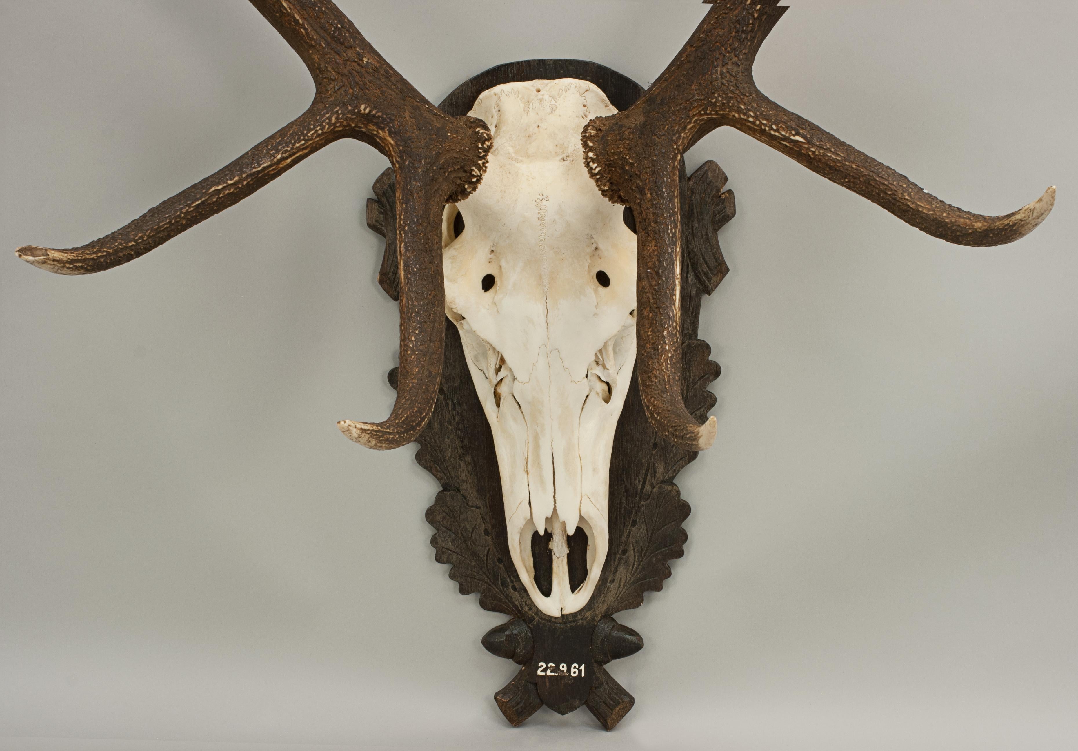 German Set of Red Deer Antlers and Scull on Carved Wooden Board