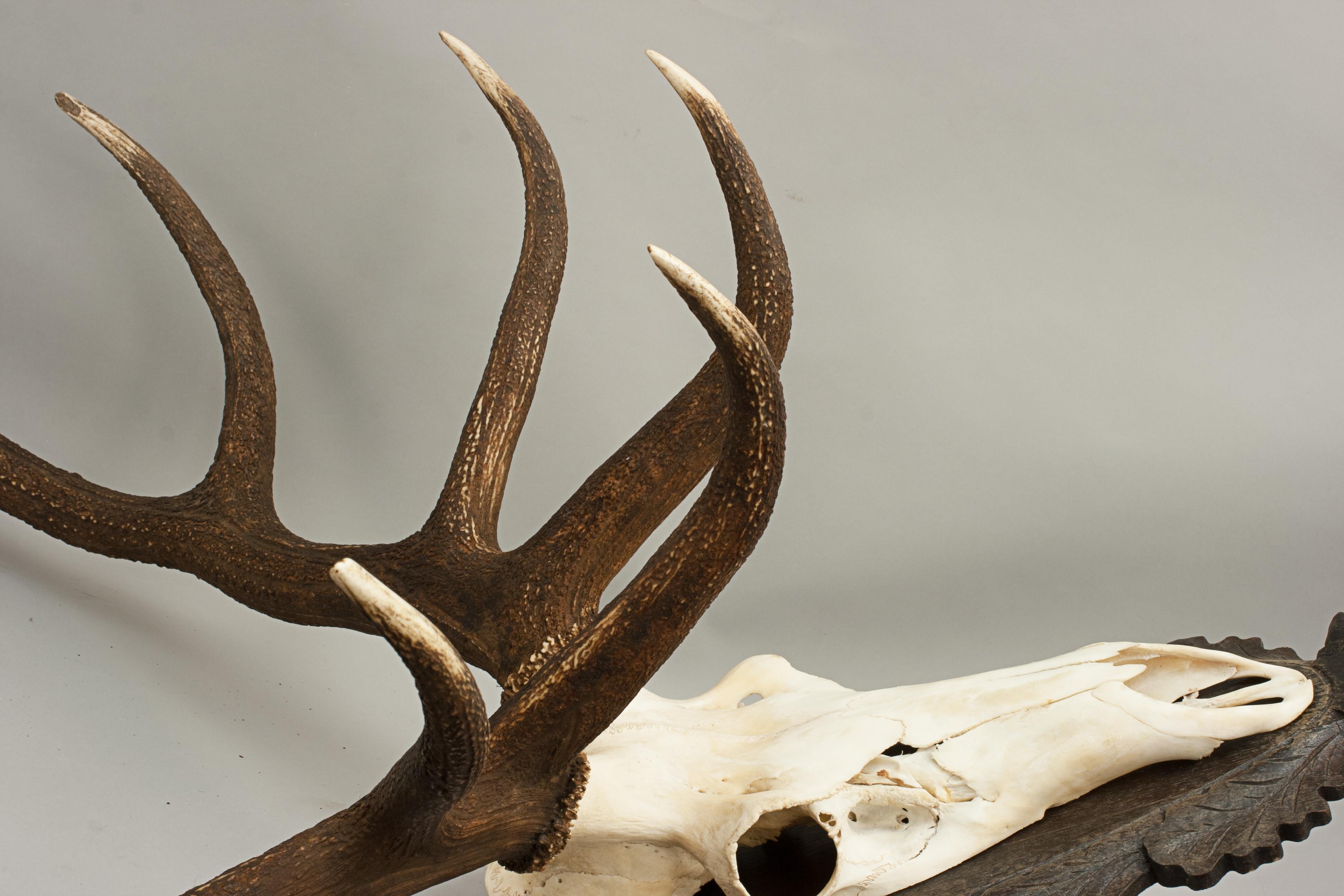 Mid-20th Century Set of Red Deer Antlers and Scull on Carved Wooden Board