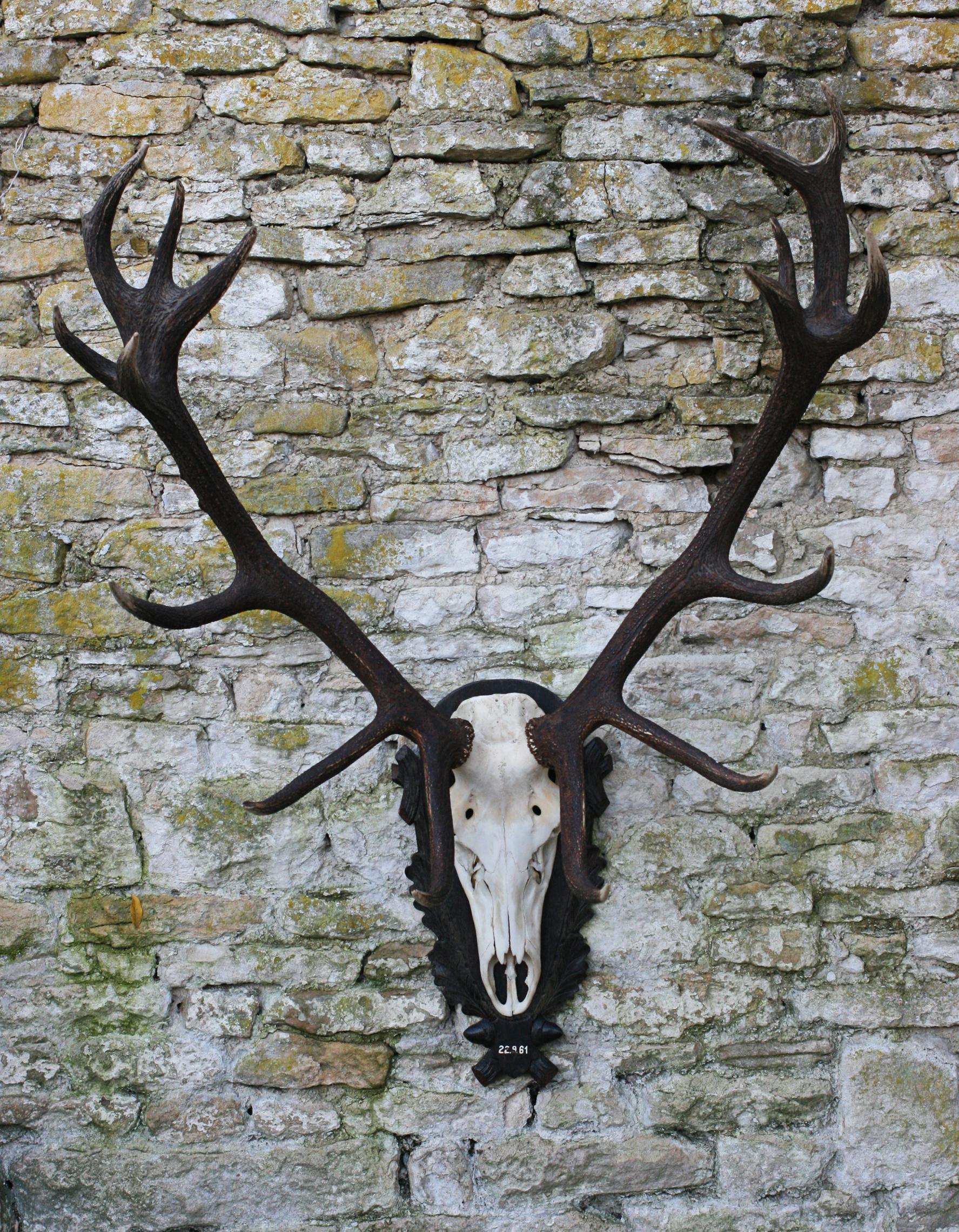 Set of Red Deer Antlers and Scull on Carved Wooden Board 1