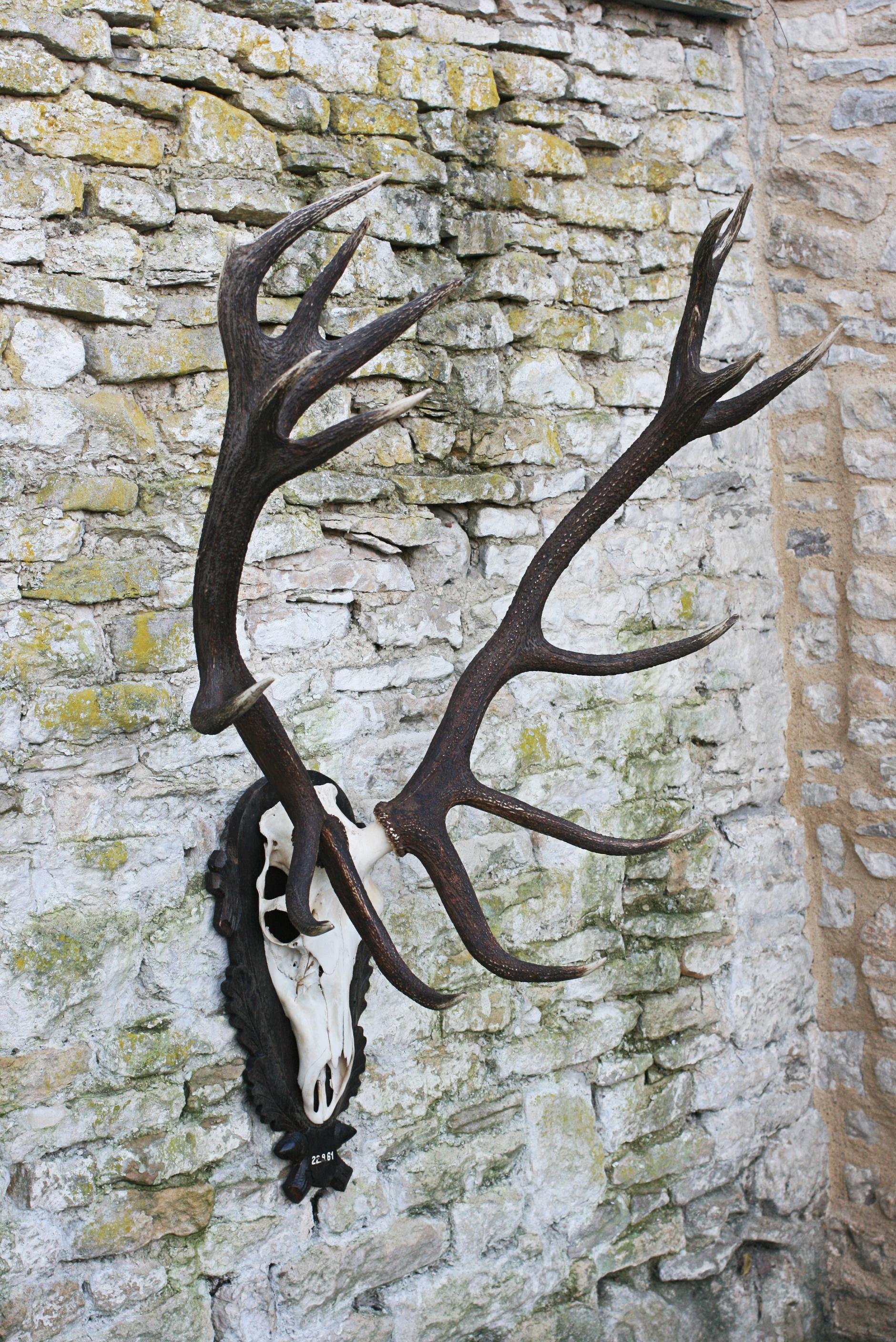 Set of Red Deer Antlers and Scull on Carved Wooden Board 2