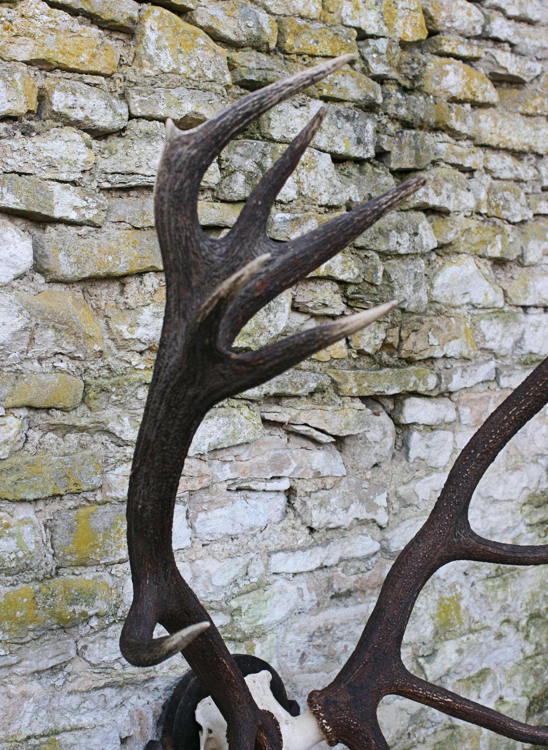 Set of Red Deer Antlers and Scull on Carved Wooden Board 3