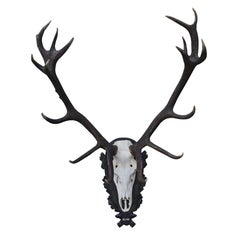 Set of Red Deer Antlers and Scull on Carved Wooden Board