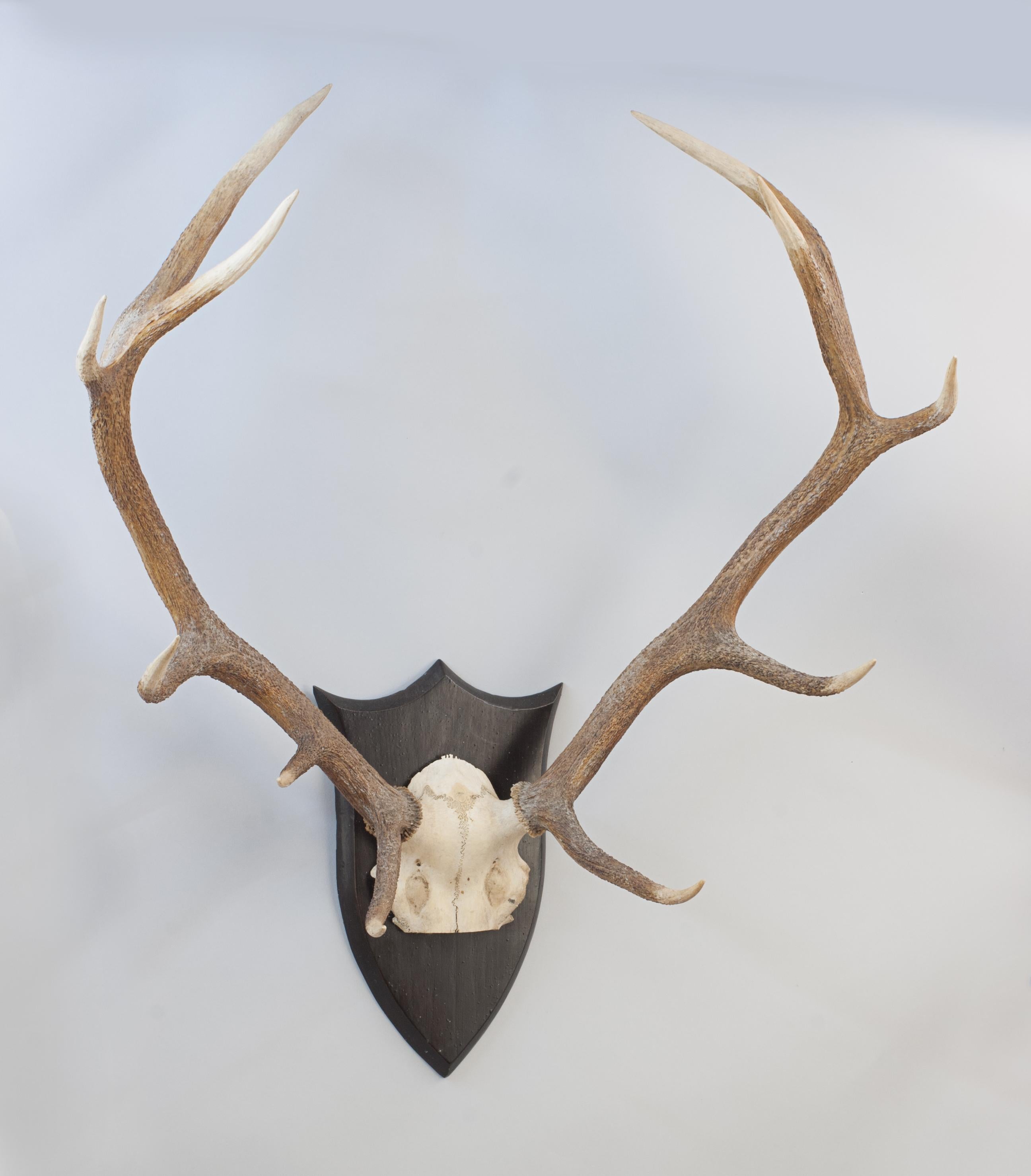 Antique Set Of Mounted Spicer Red Deer Antlers.
A pair of 11 point red deer antlers with skull cap, mounted onto a shaped back board by British taxidermist, Peter Spicer. These stag antlers are an excellent wall display and are mounted onto an