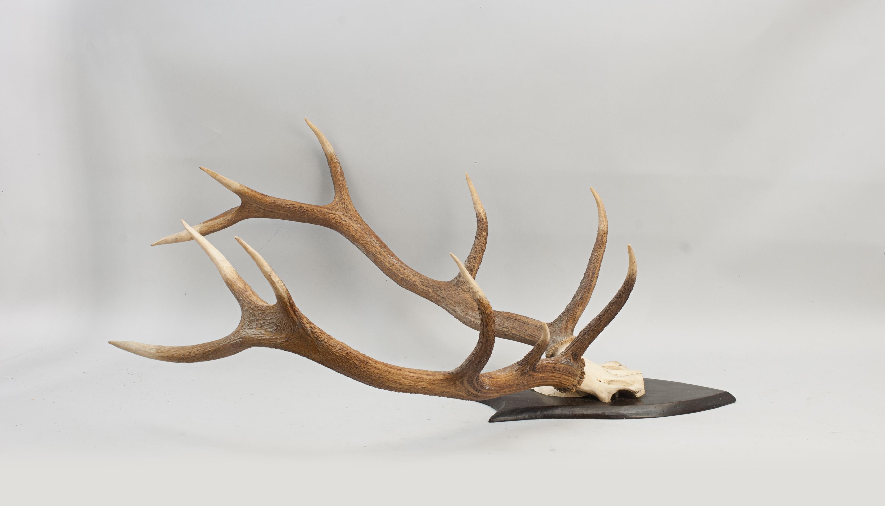 English Set of Red Deer Antlers on Oak Shield by Spicer of Leamington For Sale