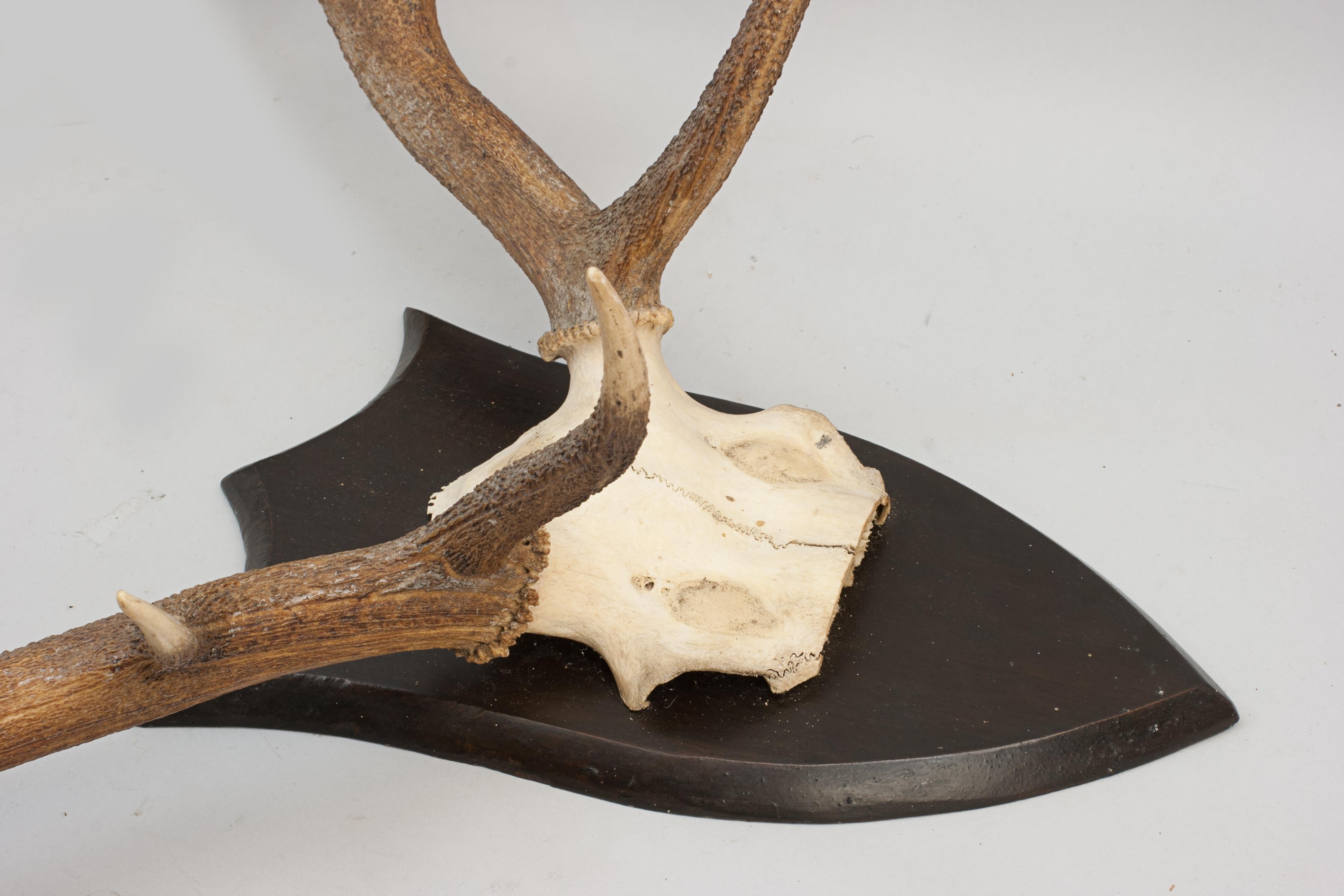 Set of Red Deer Antlers on Oak Shield by Spicer of Leamington In Good Condition For Sale In Oxfordshire, GB