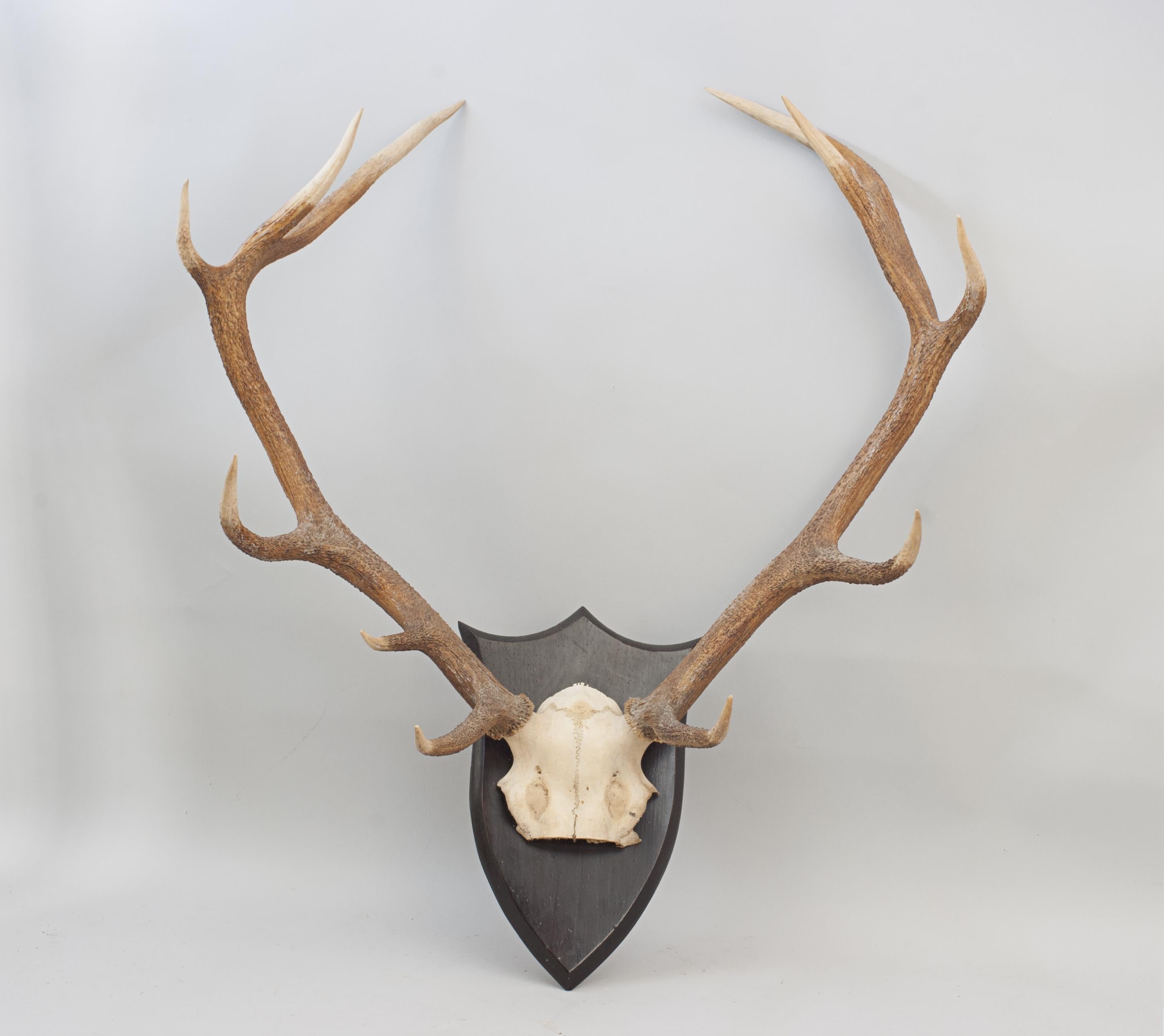 Early 20th Century Set of Red Deer Antlers on Oak Shield by Spicer of Leamington For Sale