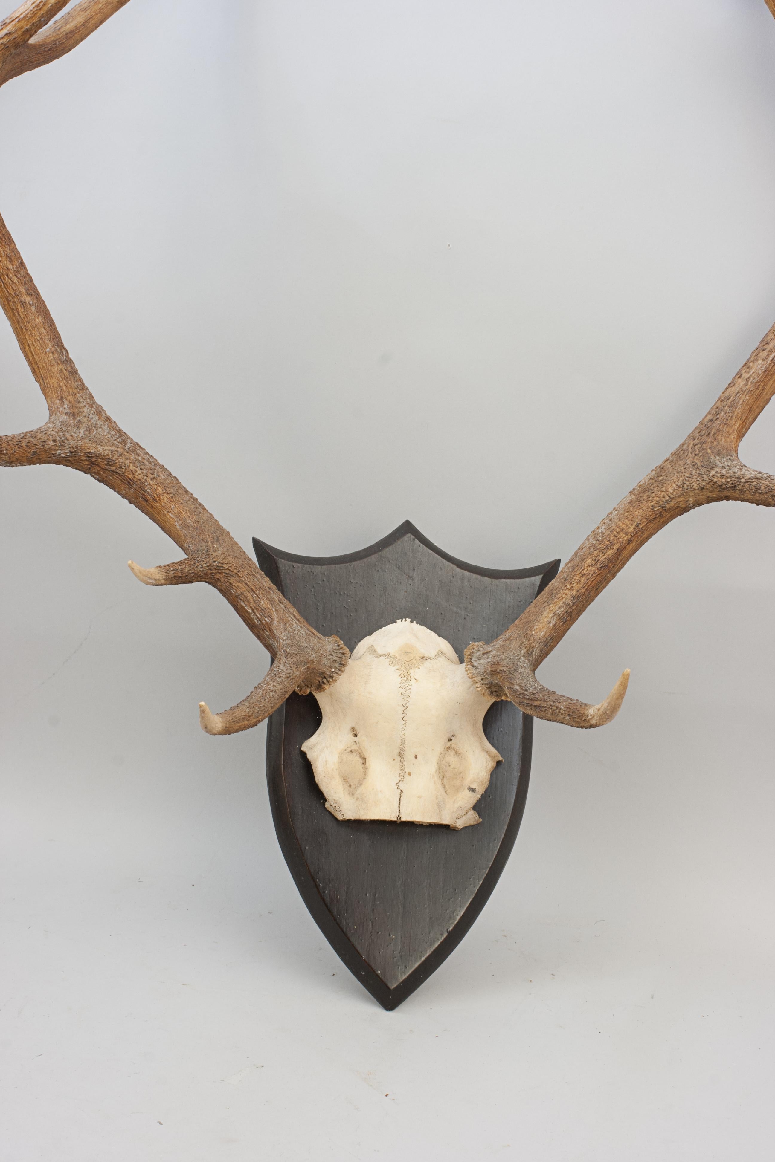 Bone Set of Red Deer Antlers on Oak Shield by Spicer of Leamington For Sale