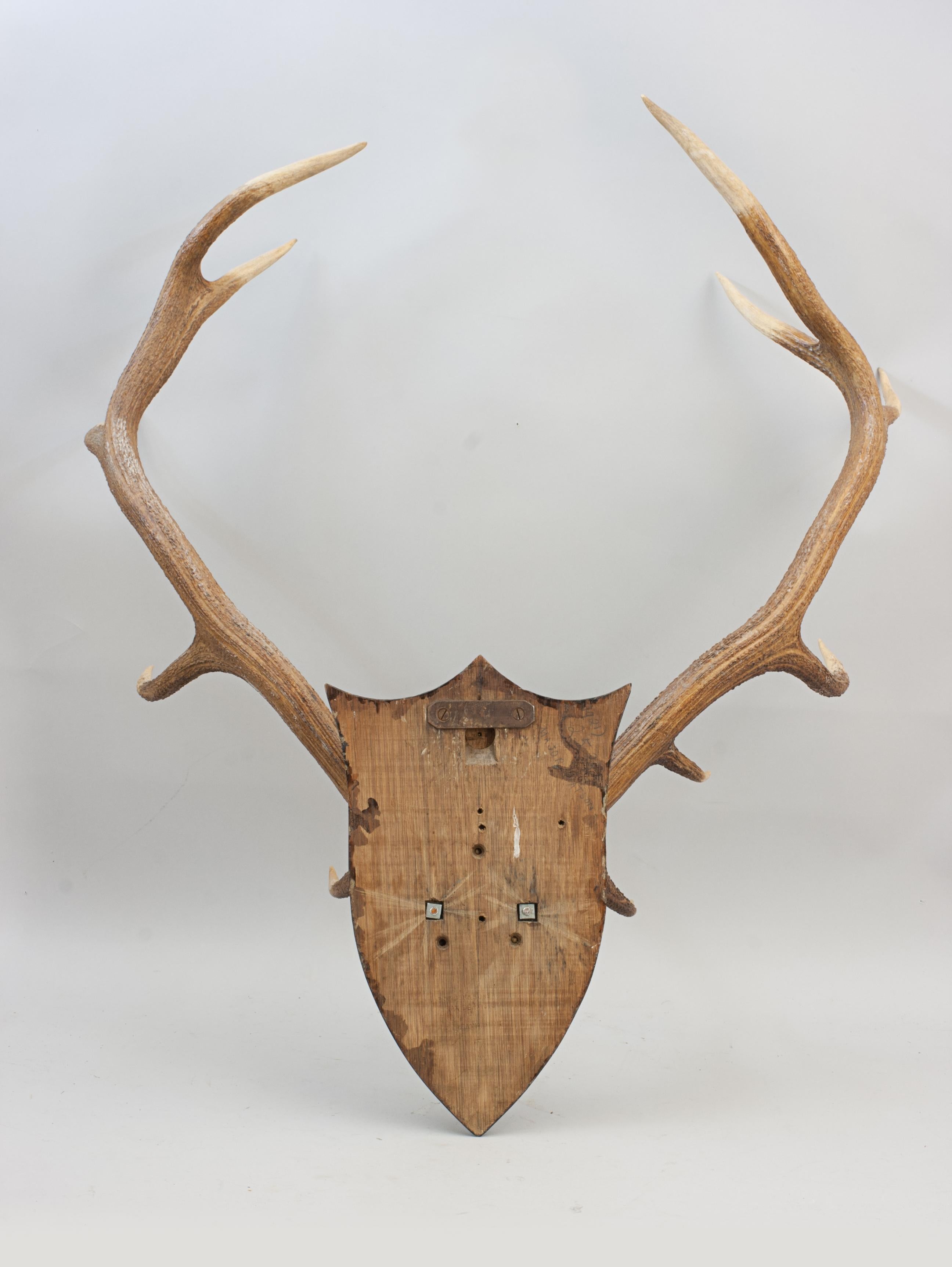 Set of Red Deer Antlers on Oak Shield by Spicer of Leamington For Sale 2