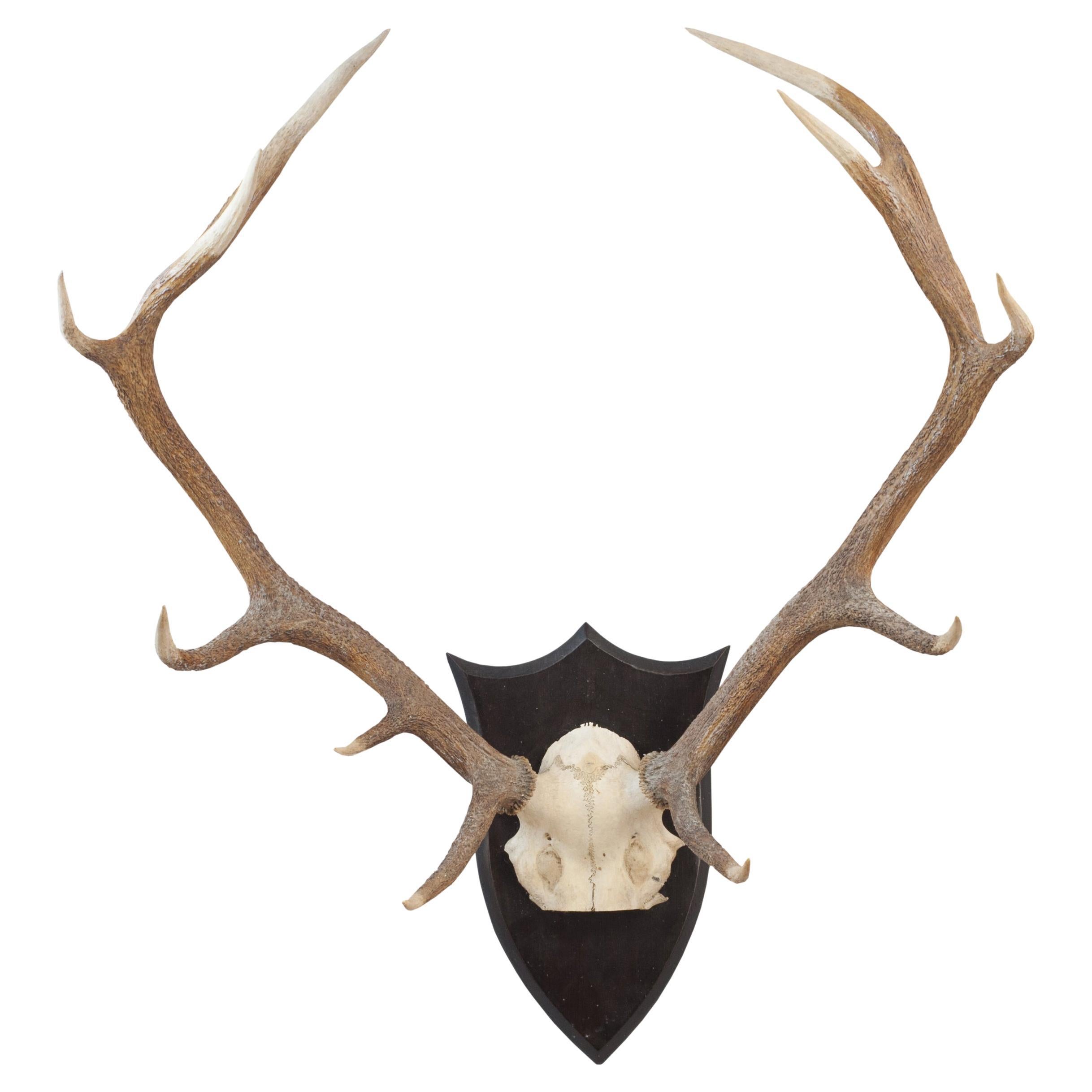Set of Red Deer Antlers on Oak Shield by Spicer of Leamington For Sale