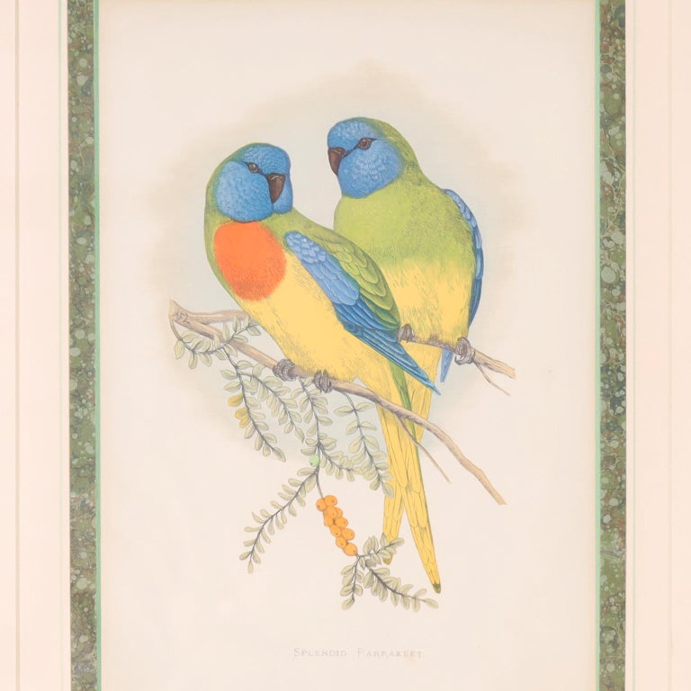 Set of Seven Bird Prints For Sale 4