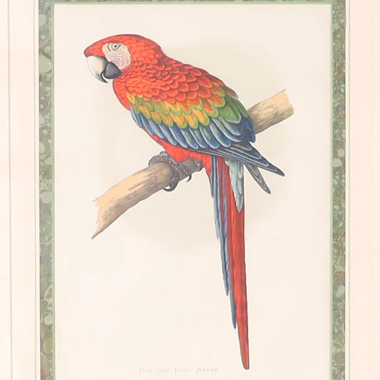 Victorian Set of Seven Bird Prints For Sale
