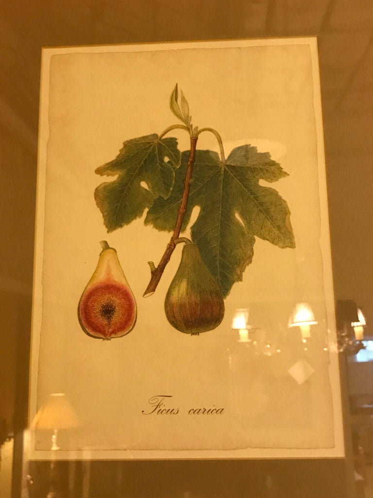 Set of Seven Botanical Prints of Fruit Signed Peter Drafet 4