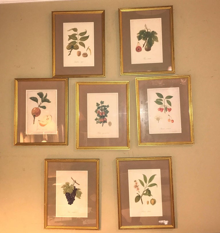 Set of seven botanical prints of fruit signed Peter Drafet. Each on a matte and in a lovely gilt frame.