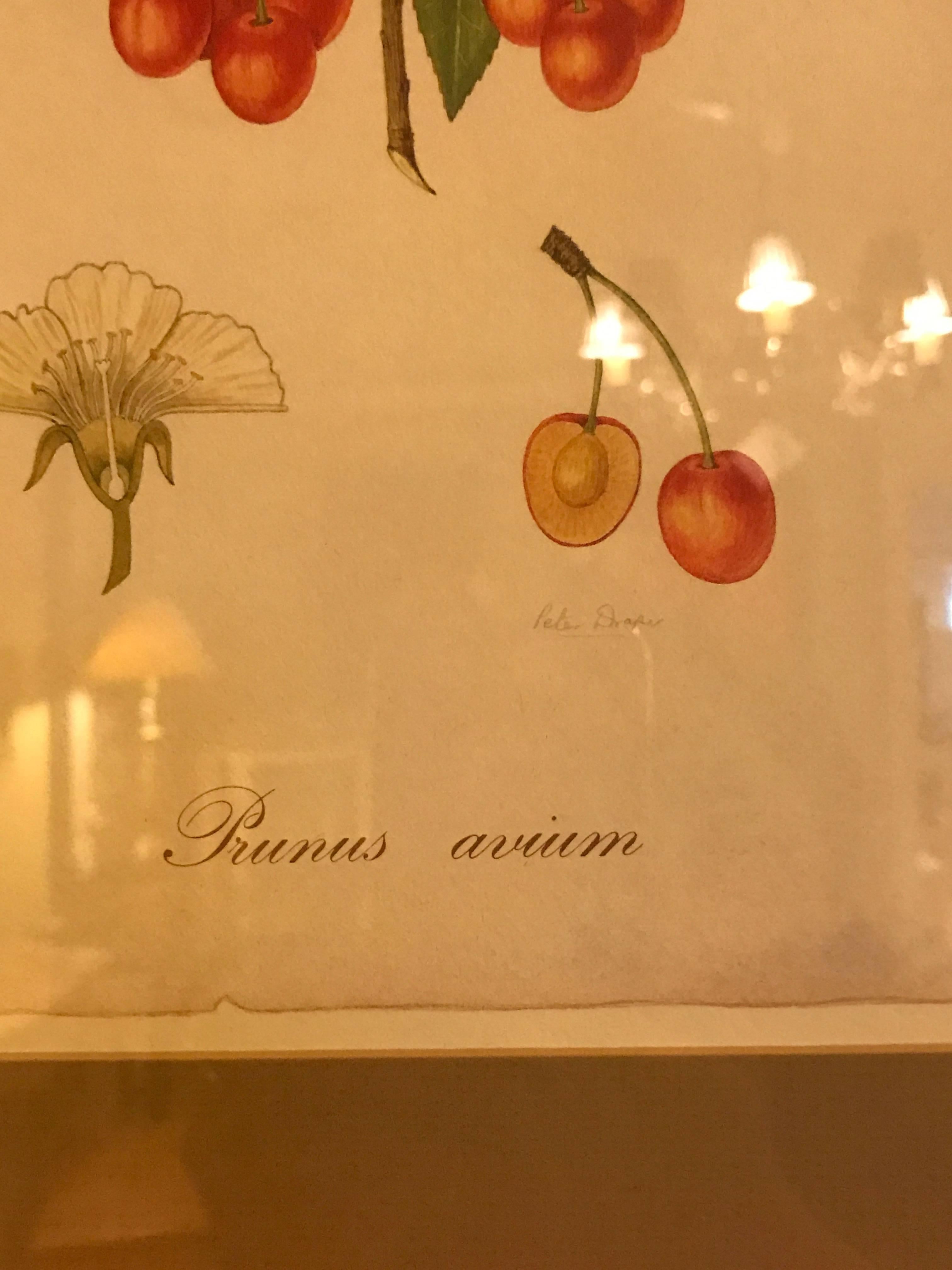 Set of Seven Botanical Prints of Fruit Signed Peter Drafet In Good Condition In Stamford, CT