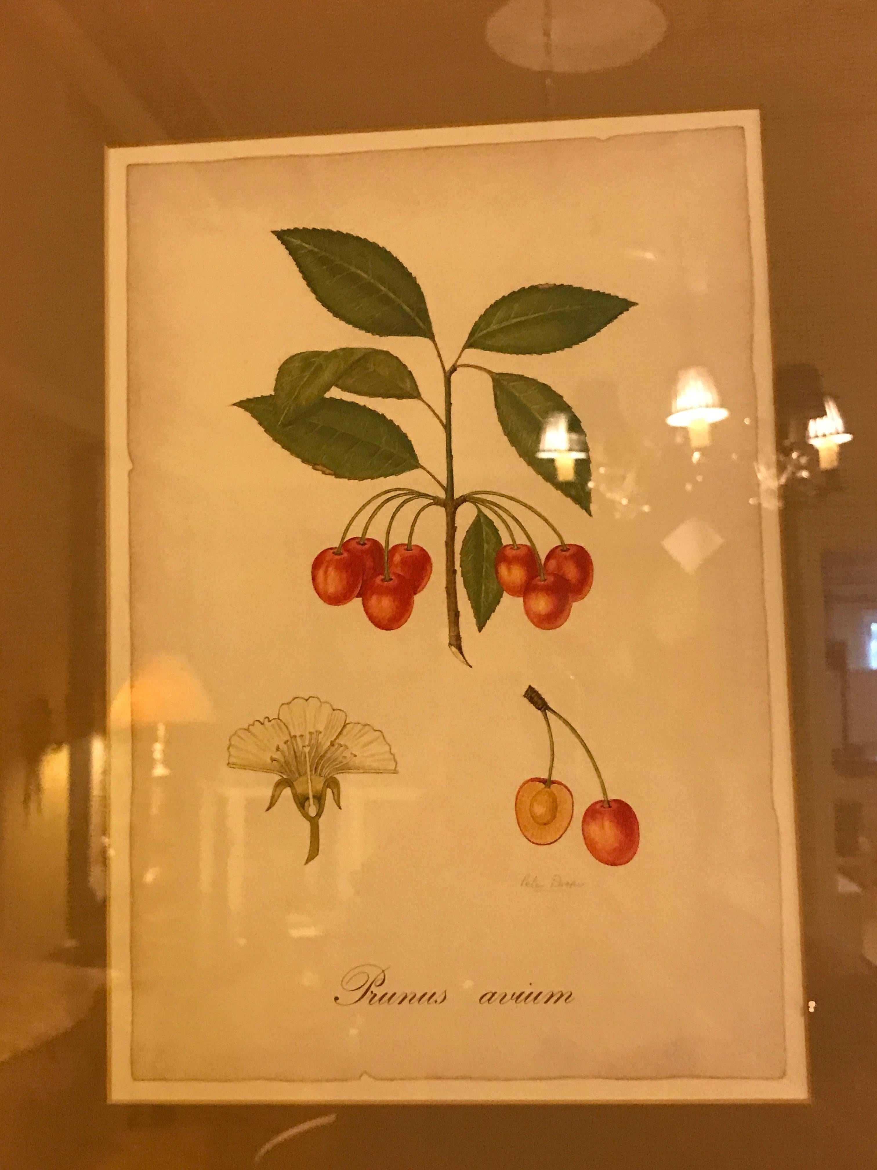 20th Century Set of Seven Botanical Prints of Fruit Signed Peter Drafet