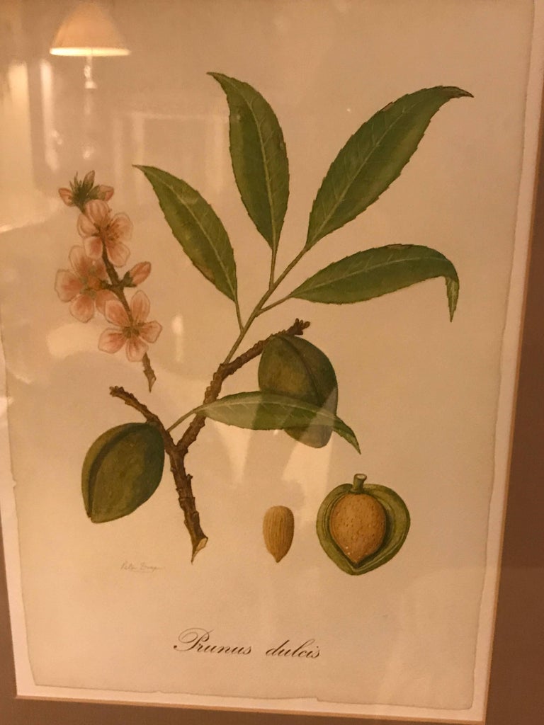 Wood Set of Seven Botanical Prints of Fruit Signed Peter Drafet